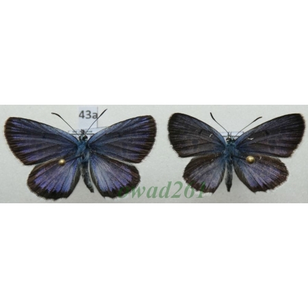 Plebejus argus (Linnaeus, 1758) 2xmale Poland43a